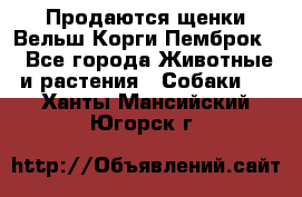 Продаются щенки Вельш Корги Пемброк  - Все города Животные и растения » Собаки   . Ханты-Мансийский,Югорск г.